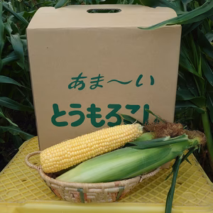夏の恵(サニーショコラ)メロンより甘い糖度18°〜23°!クール便!