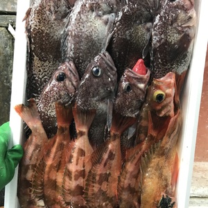 高級沖メバルとマゾイ（大サイズ35センチ前後）3〜4匹