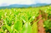 農薬・化学肥料不使用！100％有機栽培で育てた玉露と冠茶(かぶせ)のセット商品