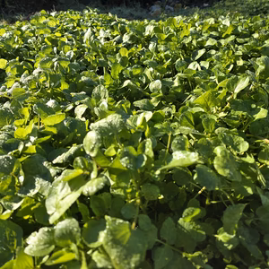 【500g】冬のクレソン