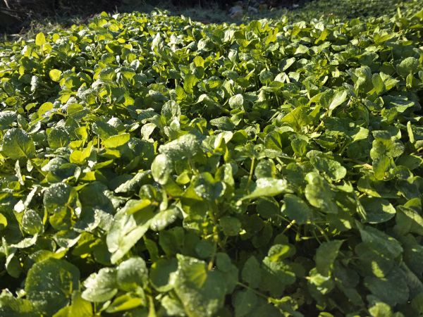 【500g】冬のクレソン