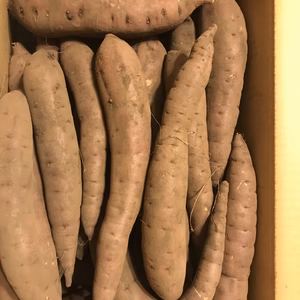 大山の黒ボク土で育った紅ハルカ20キロ