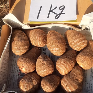 絹のように滑らかな食感がたまらない❣特選絹芋(里芋)　1点限り❕