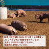 〖放牧デュロック豚・保冷袋〗肩ロース薄切りスライス（冷凍）200g×３パック