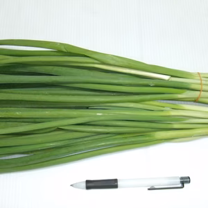 阿波九条ネギ：葉が柔らかく甘みがあるネギです。