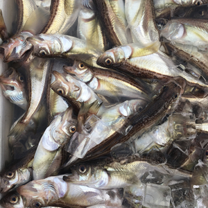 ポケマル ハタハタの通販 全国の農家から産地直送で取り寄せできるポケットマルシェ