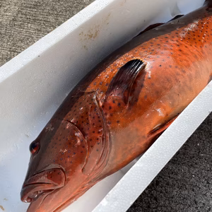 【捕獲動画あり】コクハンアラ4.9kg 鱗、内臓処理済