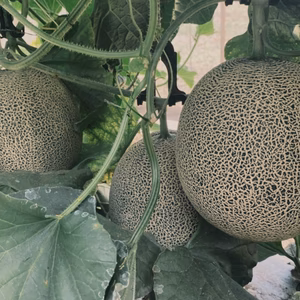 肥後グリーン　熊本産