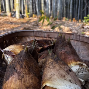 出雲発　朝採れタケノコ！！　清々しい竹林から