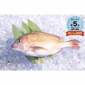 マダイ2尾～　丸のまま　血抜き神経締め処理