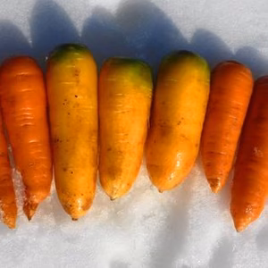 冬越/優しい甘さ！赤＆クリーム人参＝7ｋ~農薬/化学肥料不使用