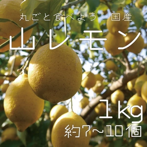送料一律/のびのび育った山レモン1kg/農薬:栽培期間中不使用
