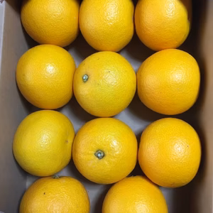 【訳あり】あさみ農園の小玉八朔　訳あり　はっさく