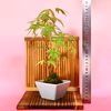 苔玉　山もみじ(衝立付き)