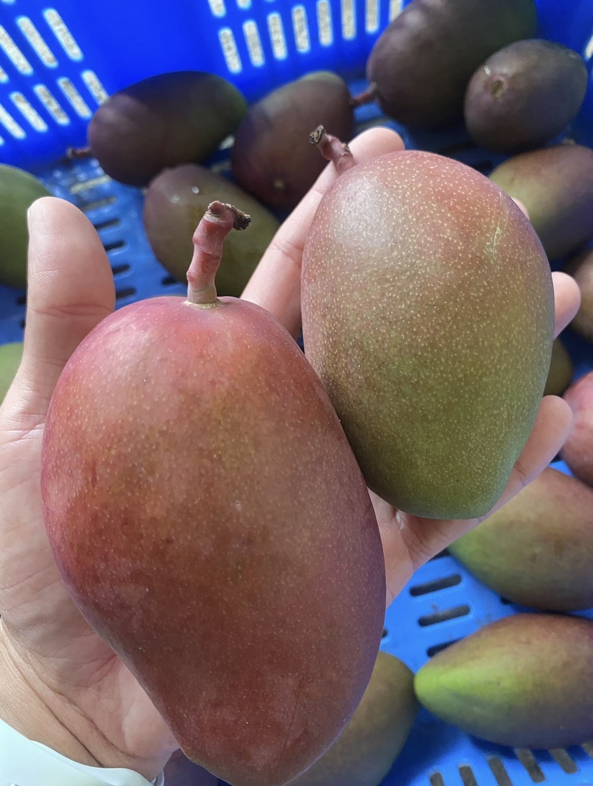 産地直送〉沖縄県産 摘果マンゴー 3Kg (100g以上)｜マンゴーの商品詳細