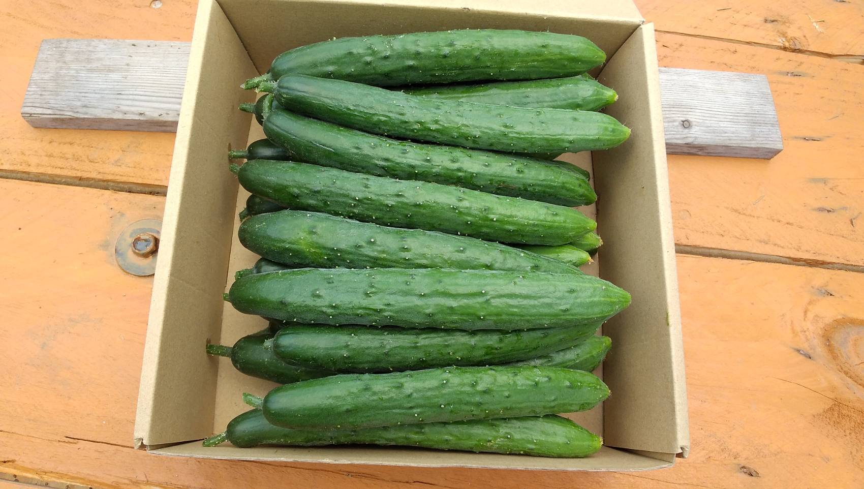 朝採りきゅうりの産直通販・お取り寄せ商品｜ポケットマルシェ｜産地