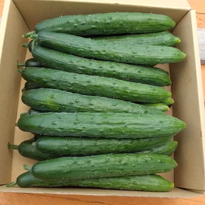 新鮮♪無農薬！朝採りきゅうり✱ご注文後翌朝収穫✱