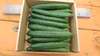 新鮮♪無農薬！朝採りきゅうり✱ご注文後翌朝収穫✱