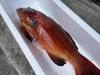 【魚突き】【捕獲動画あり】スジアラ（アカジン）4.0kg 鱗、内臓処理済