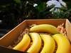 皮まで食べられる無農薬国産バナナ(４本以上900㌘以上)