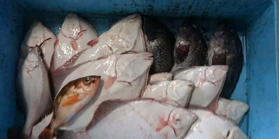 未利用魚販売から学んだこと