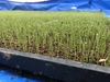五百川(玄米)　農薬・除草剤・化学肥料不使用　令和２年産