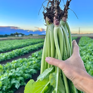 信州産 [レシピ付] 寒波で甘ウマ！ド旬の野沢菜