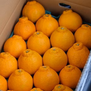 【贈答用】樹上越冬袋掛甘熟デコゴールド5kg(18or20玉)