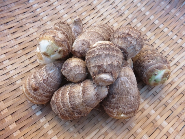 岐阜県産 自然栽培 里芋の苗、ランダム、不揃い 1セット４本、メルカリ便 岐阜県産 自然栽培 里芋の苗、ランダム、不揃い 1セット4本、メルカリ便