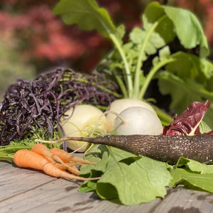 特選！七草農園旬の野菜（スモールサイズ）