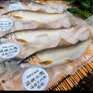全国利き鮎会準グランプリ！　海部川産「天然鮎」20cm以上　−60℃急速凍結　