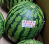 小玉スイカ シャリっと甘い！あきた夏丸チッチェ！