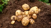 土つき新じゃが【キタアカリ】栽培期間中化学農薬不使用