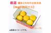   【新発売】【No.1おすすめ】厳選 園主こだわり土佐文旦3kg大玉【家庭用】