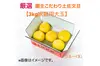   【新発売】【No.1おすすめ】厳選 園主こだわり土佐文旦3kg大玉【家庭用】