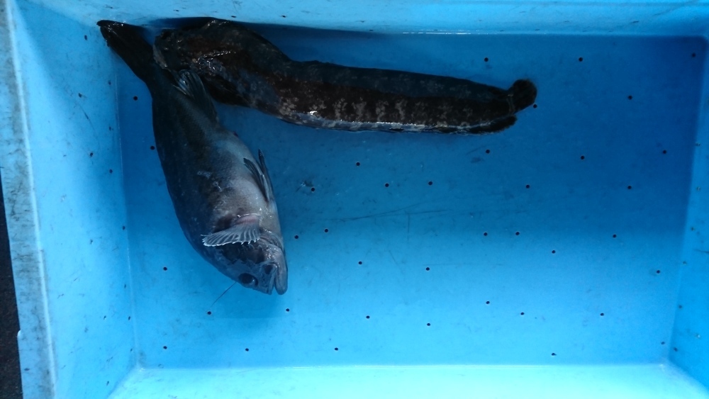 現場のリアル 未利用魚セット 珍魚活〆フサギンポと活〆クロソイ 鷹丸 高森漁業 農家漁師直送のポケットマルシェ