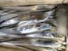 [瀬戸内発]　活〆　一本釣り太刀魚（小）2匹セット　真空冷凍でお届け♪