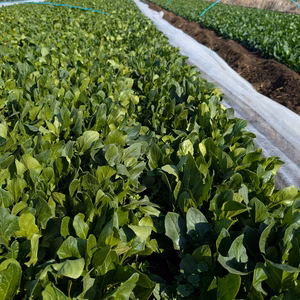 訳あり超特価！少し大きいベビースピナッチ