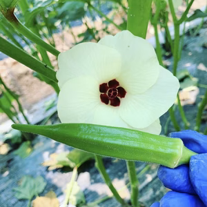 《期間限定感謝セール》採れたて香川県産オクラ【SAKAVEGE】