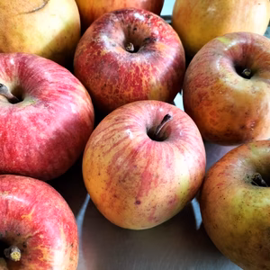☆化学農薬不使用りんご☆/サンふじ（訳あり・加工用）