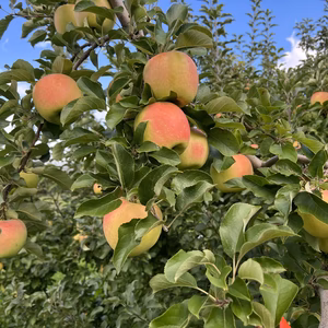 あまぁいぐんま名月6個入り