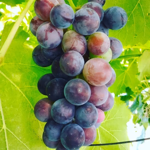 【自然農法ぶどう】わいわいファーム　ホルモン剤・農薬・化学肥料不使用