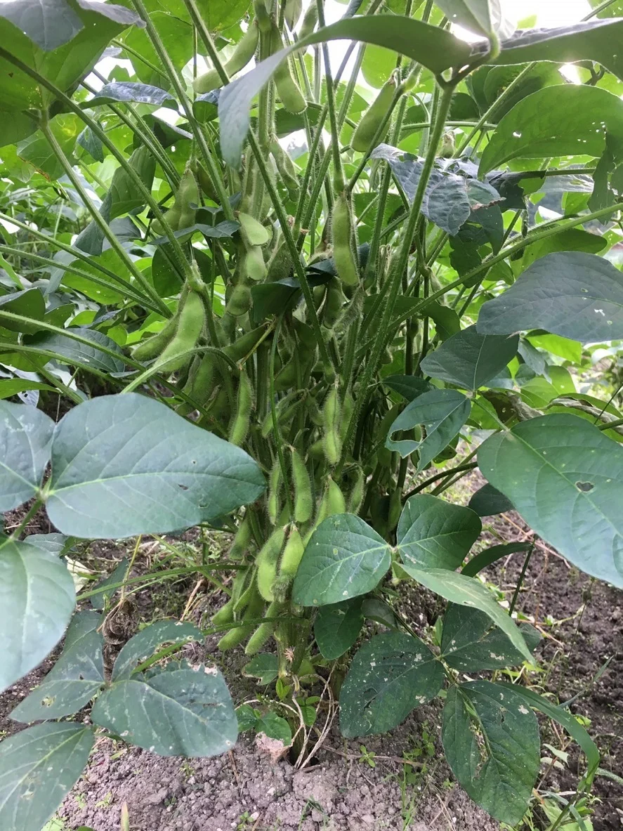 自然栽培大豆