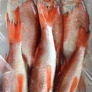 ノドグロ（アカムツ）