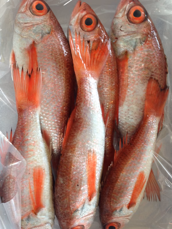 ノドグロ（アカムツ）