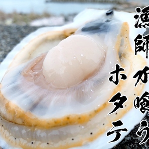 これが本物！漁師が喰うホタテ【1㎏】ヘラ付