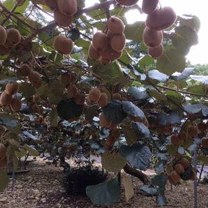 キウイフルーツ 味の濃いヘイワード  