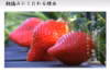 極ウマ！小粒 あまおう1kg入 苺(いちご)の王様 少し訳ありイチゴ♪