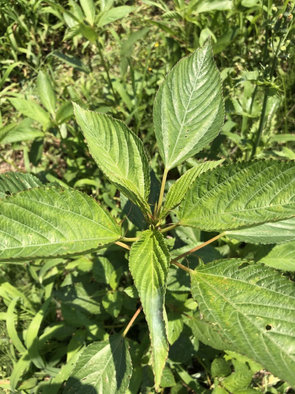夏の簡単栄養補給！モロヘイヤ 150g