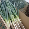 深谷ねぎ　土付き　鏡農園